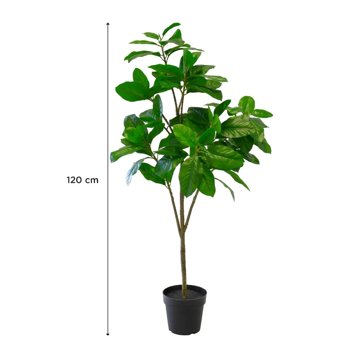 Plante Magnolia 120 cm - Image 2