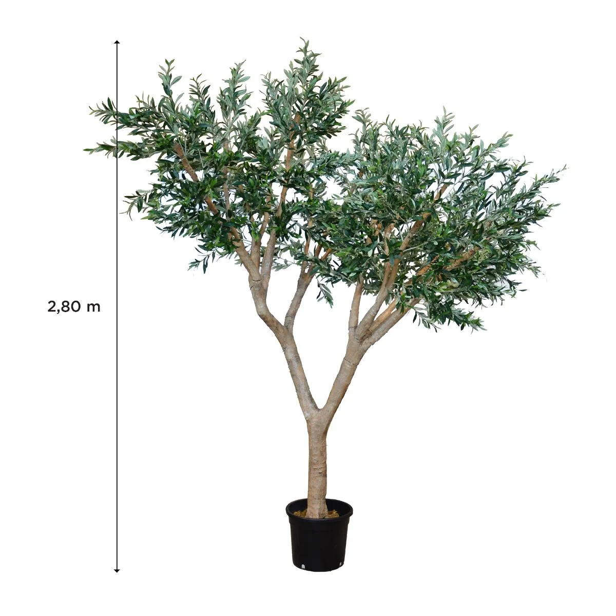 Plante Olivier 2.80 m - Image 2