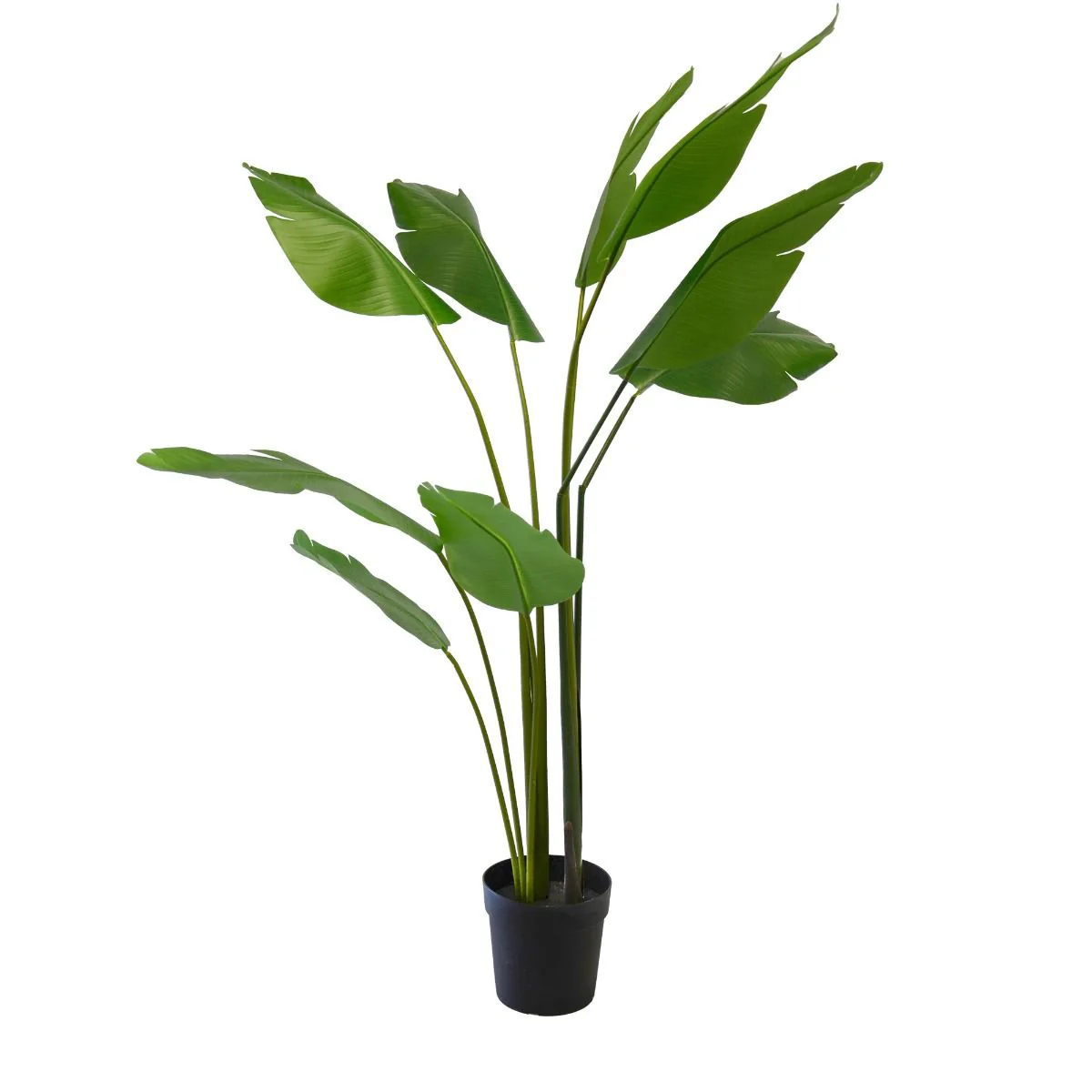 Plante Paradisaeidae 150 cm